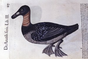 Kaczka rdzawoszyja po Historia animalium Konrada Gesnera, Tiguri autorstwa Unknown artist