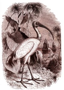 Święty ibis Egipcjan autorstwa Unknown artist