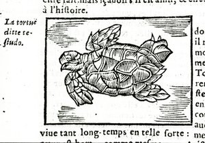 Żółw morski, według traktatu Gerolamo Cardano (Cardanus Hieronymus) (Cardan) „De la subtlite”, wydrukowanego w Rouen w 1642 r. autorstwa Unknown artist