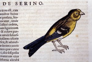 Serin d