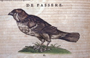 Wróbel w Historia Animalium Conrada Gesnera (1516-1565), Tiguri autorstwa Unknown artist