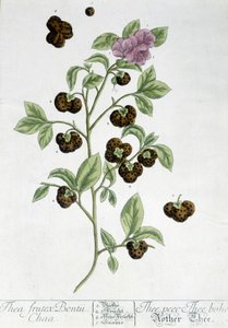 Roślina herbaciana Frutex Bontii - deska botaniczna autorstwa Unknown artist