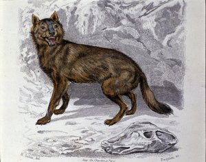 Wilk. Talerz zaczerpnięty z traktatu historii naturalnej „Dzieła Buffona” autorstwa przyrodnika Georgesa Louisa Leclerca, hrabiego Buffon (1707 - 1788). 19 wiek autorstwa Unknown artist
