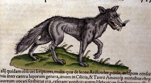 Wilk według Historii Animalium Conrada Gesnera, Tiguri 1560. Biblioteca Nazionale Braidense. Mediolan autorstwa Unknown artist