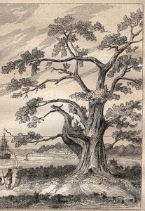 Trzecia podróż (1776-1779) kapitana Jamesa Cooka (1728-1779): drzewo, pod którym Cook obserwował przejście Wenus - ilustracja zaczerpnięta z „Wielkich marynarzy XVIII wieku”” autorstwa Unknown artist