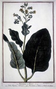 Liść i kwiat tytoniu (Nicotiana Minor) w zielniku z XIX wieku. autorstwa Unknown artist