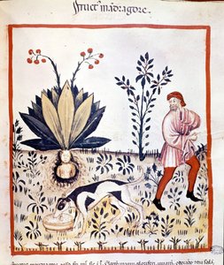 Traktat o medycynie z XIV wieku. Odzyskaj mandragorę. Biblioteca Nazionale Braidense. Mediolan autorstwa Unknown artist