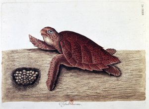 Żółw i jego jaja - tablica historii naturalnej, B.N. autorstwa Unknown artist