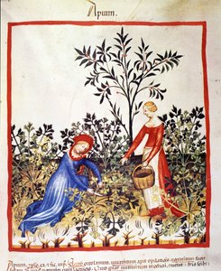 Dwie kobiety zbierają pietruszkę. Oświetlenie z doju medycyny i dietetyki „”Tacuinum sanitatis”” autorstwa Unknown artist