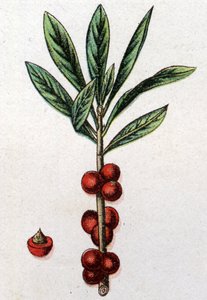 Żylne rośliny botaniczne: Daphne Mezereon. Grawer w „Lekarstwie naturalnym” Friedricha Eduarda Bilza (1842-1922) autorstwa Unknown artist