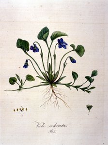 Fioletowy. Grawerowanie z XIX wieku. autorstwa Unknown artist