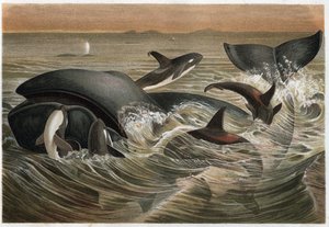Wieloryb i wieloryb - Wieloryb i orka (Orcinus orca) - grawer z „Życia zwierząt Brehma” autorstwa Alfreda Edmunda Brehma (1829-1884) autorstwa Unknown artist