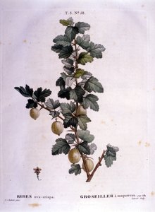 Biała porzeczka lub makrela: XIX-wieczna deska botaniczna. autorstwa Unknown artist