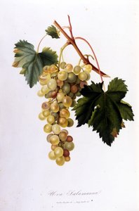 Białe winogrona. Grawerowanie z XIX wieku. autorstwa Unknown artist