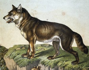 Wilk - w „Historii naturalnej ssaków””, wyd. Schreiber, Monachium autorstwa Unknown artist
