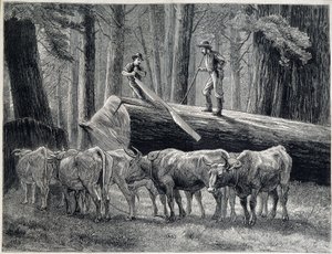 Drwale w sekwojowym lesie w Kalifornii - grawer autorstwa Unknown artist