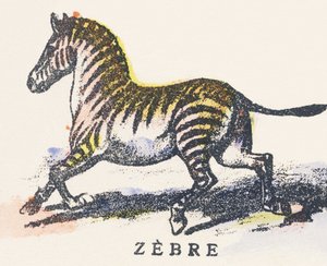 Z: zebra autorstwa Unknown artist