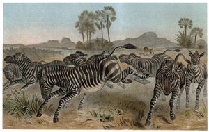 Zebre - Zebry - Koniowate afrykańskie (rodzina koni) - grawer z „Życia zwierząt Brehma” autorstwa Alfreda Edmunda Brehma (1829-1884) autorstwa Unknown artist
