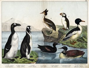a: złota rybka pospolita (Mergus merganser), b: perkoz pospolity (Podiceps cristatus), c: nurek pospolity (Colimbus glacialis), d: nurzyk czarny (Cephis grylle), pingwin wielki (Alca impennis), f: maskonur (Fratercula artica) ), g; Pingwin Królewski (Pteno autorstwa Unknown artist