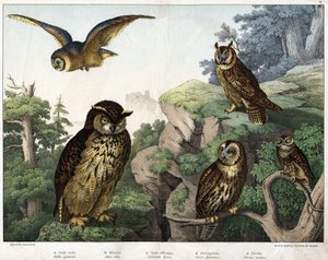 a: sowa złocista (Bubo cowardus), b: hulotte (koto myśliwski) (muszla Asio), c: sowa pospolita (Syrnium aluco), d: sowa (Strix flammea), e: sowa (sowa ateńska) - w „Naturalny Historia ptaków”, wyd. Hoepli, Mediolan autorstwa Unknown artist