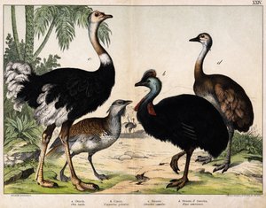 a: drop (Otis tarda), b: Casoar (Casarius galeatus), c: struś afrykański (Struthio camelus), d: Nandon (Rhea Americana) – w „”Historia naturalna Oideals”, wyd. Hoepli, Mediolan autorstwa Unknown artist