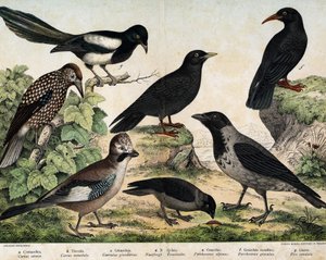 a: wrona czubata (Corvus cornix), b: kiełki zwyczajne (Corvus monedula), c: sójka pospolita (Garrulus glaudarius), d: cassenoix cętkowany (Nucifraga caryocatactes), e: Chocad żółtodzioby (Pyrrohocorax alpinus), f: rudy -billed (Pyrrhocorracorracorrax) x gr autorstwa Unknown artist
