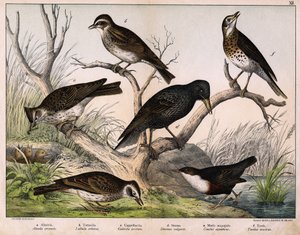 a: skowronek północny (Lark arvensis), b: skowronek lulu (Lullula arborea), c: Cappellaccia (Galerita cristata), d: szpak Sansonnet (Sturnus vulgaris), e: kaczka (Cinclus aquaticus), f: drozd (Turdus musicus) - w „Historii naturalnej ptaków”, wyd. Hoepli,  autorstwa Unknown artist