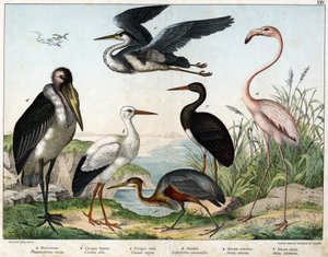 a: Phenicopterer lub Flamingo (Phoenicopterus roseus), b: Bocian biały (Ciconia alba), c: Bocian czarny (Ciconia migra), d: Marabout (Leptoptilus crumenifer), e: Czapla biała (Ardea cinerea), f: Czapla czerwona ( Ardea purpurea) - w „Historii naturalnej pt autorstwa Unknown artist