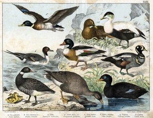 a: gęś nasienna (Asner segetum), b: otręby (Branta bernicla), c: edredon zwyczajny (Somateria mollissima), d: kaczka arlekina (Histrionicus torquatus), e: czarna kaczka (Oidemia fusca), f: krzyżówka (Anas boschas) ) ), g: Tadone Belona (Adorna cornuta), h: autorstwa Unknown artist