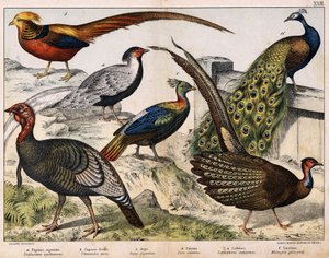 a: bażant srebrny (Euplocamus nycthemerus), b: bażant złocisty (Thaumalea picta), c: bażant Majestic (Argus giganteus), d: paw niebieski (Peacock cristatus), e: Lophophorus impeyanus, f: indyk (Meleagri-gallo) , w „Historia naturalna ptaków”, wyd. Motyka autorstwa Unknown artist
