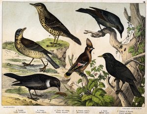 a: drozd (Turdus viscivorus), b: drozd (Turdus pilaris), c: kos (Merula torquata), d: kos niebieski (Monticola cyanus), e: kos (Merula nigra), f: cyganer (Ampelis garulus) - w „Historii naturalnej ptaków”, wyd. Hoepli, Mediolan autorstwa Unknown artist