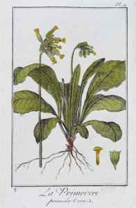Pierwiosnek (Primula veris) - w „Ćwiczeniach z botaniki na użytek handlowców”, napisanym przez J.C. Philiberta, Imprimerie de Crapelet, Paryż autorstwa Unknown artist