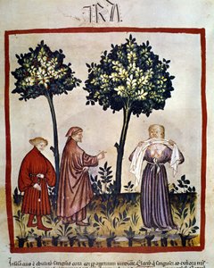 wścieklizna lub zła osoba ściskająca tkankę między zębami. Iluminacja XIV wieku „Tacuinum Sanitatis”, Wiedeń, Biblioteka Narodowa. autorstwa Unknown artist