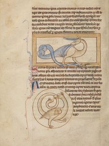 Scitalis; Amphisbaena autorstwa Unknown artist
