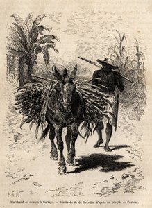 Kupiec trzciny i jego muł w Cartago (Kostaryka), jedyny kupiec, który ożywia puste ulice miasta. Grawerunek ilustrujący podróż do Nowej Granady, dr Saffray, w 1869, opublikowany w „”Le tour du monde”””” 1873, pod redakcją Edouarda Chara autorstwa Unknown artist