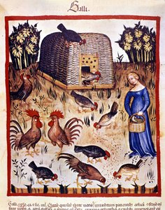 Młoda kobieta na niskim podwórku karmi kury i koguty. Oświetlenie z doju medycyny i dietetyki „”Tacuinum sanitatis”” autorstwa Unknown artist