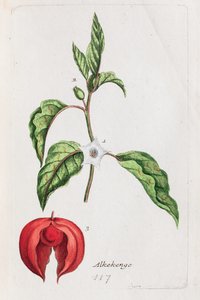 Alkekengi autorstwa Unknown artist