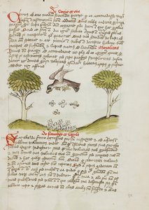 Orzeł przelatujący nad rojem owadów autorstwa Unknown artist