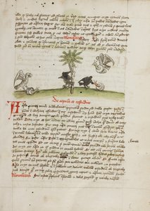 Orzeł chwytający ślimaka; Wrona dziobiąca ślimaka autorstwa Unknown artist