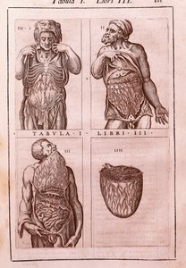Tablica anatomiczna przedstawiająca: wymiary, mięśnie brzucha, jelit i żołądka. Grawerowanie w „Anatomia Corporis Humani” autorstwa Juana Valverde De Amusco (1525-1588). Tabela I, Księga III. Barcelona. Biblioteca de Catalunya (Biblioteka Narodowa Ca autorstwa Unknown artist