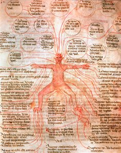 Wykres anatomiczny ilustrujący krążenie krwi Miniatura z rękopisu „De surgia”” XIII-wieczna Wenecja Biblioteca Marciana autorstwa Unknown artist