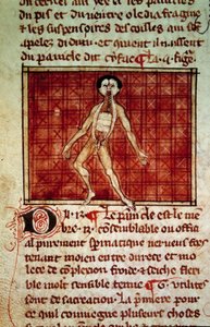 Figura anatomiczna: skórka, otwarta klatka piersiowa. Miniatura z rękopisu „Chirurgia” (Folio 11v) autorstwa Henri de Mondeville (chirurg profesora anatomii Philippe Le Bel) autorstwa Unknown artist