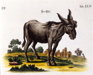 Ankey. XVIII-wieczna reprezentacja. autorstwa Unknown artist