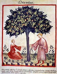 Zbieranie jabłek. Oświetlenie z doju medycyny i dietetyki „”Tacuinum sanitatis”” autorstwa Unknown artist