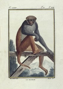 BUFON, Georges-Louis Leclerc, hrabia (1707-1788). Małpy rezusy (rhesus). Ilustracja do "Histoire naturelle, generale et particular" autorstwa Unknown artist