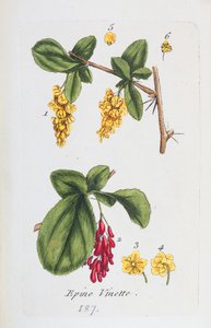 Berberys autorstwa Unknown artist
