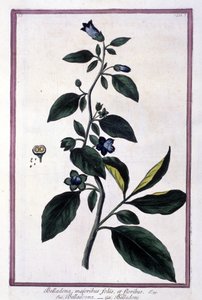 Belladonna, kwiaty i jagody. Roślina trująca stosowana w medycynie. Rycina po XIX-wiecznym zielniku. autorstwa Unknown artist