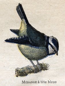 Ptaki przydatne w rolnictwie: niebieskogłowy Meanange autorstwa Unknown artist