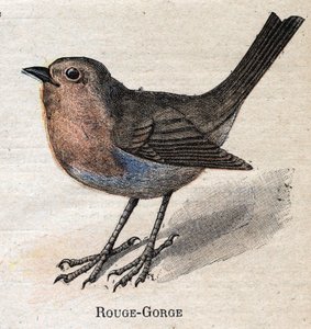 Ptaki przydatne w rolnictwie: czerwone - gardło autorstwa Unknown artist