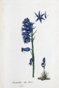 Bluebell autorstwa Unknown artist
